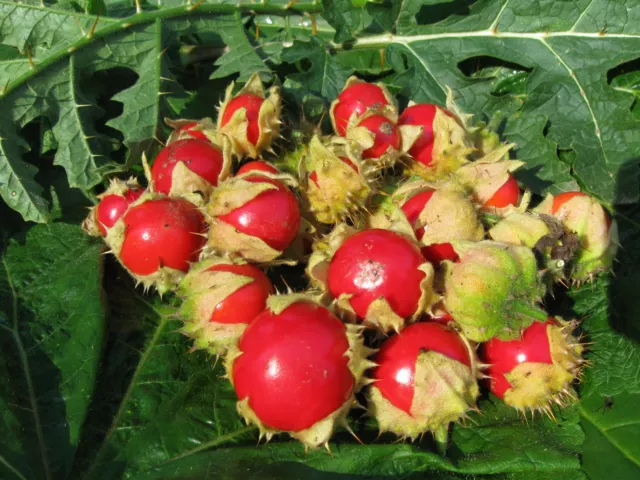 5 graines de TOMATE LITCHI (Solanum Sisymbriifolium)H207 LITCHI TOMATO SEEDS