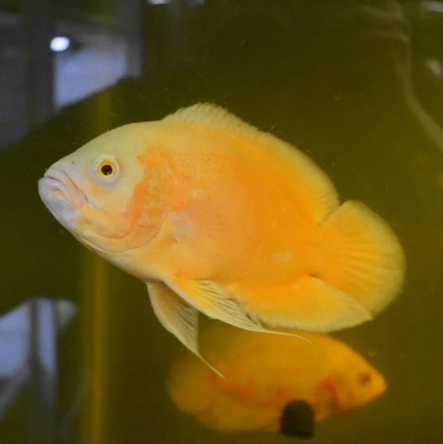 Live Red Ruby Oscar Cichlid (2-2.5" Freshwater Aquarium Fish) *PLS READ DESCR* 2
