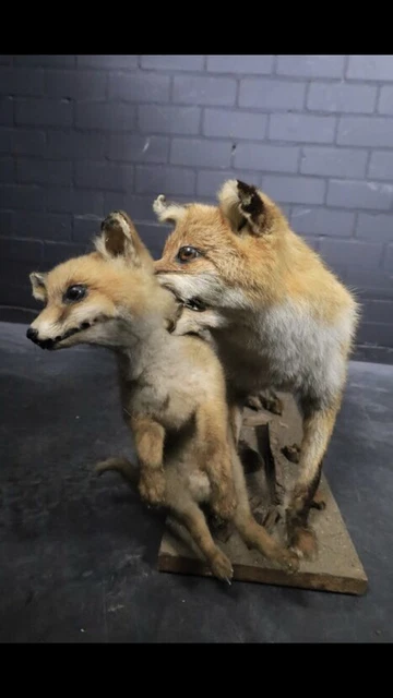 Taxidermia zorro y cachorro. animales diorama. taxidermy fox