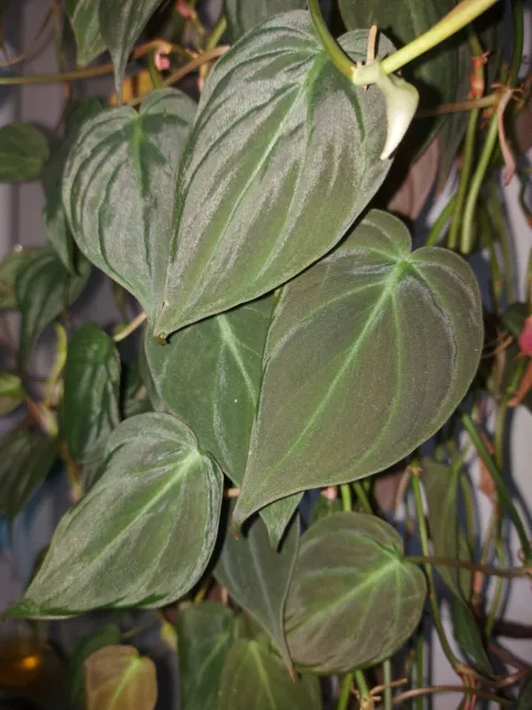 Philodendron " Micans " Efeutute Scindapsus Epipremnum Pothos Plant