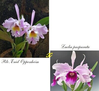 Orchid orchidee RLC Enid Oppenheim x Laelia purpurata 9 L 