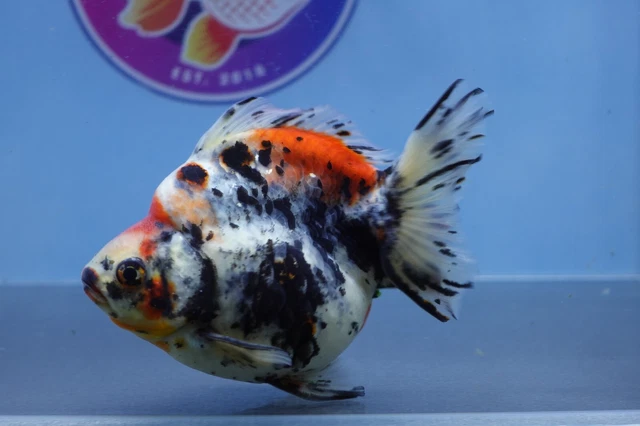 Live Fancy Goldfish Calico Short Tail Ryukin Male