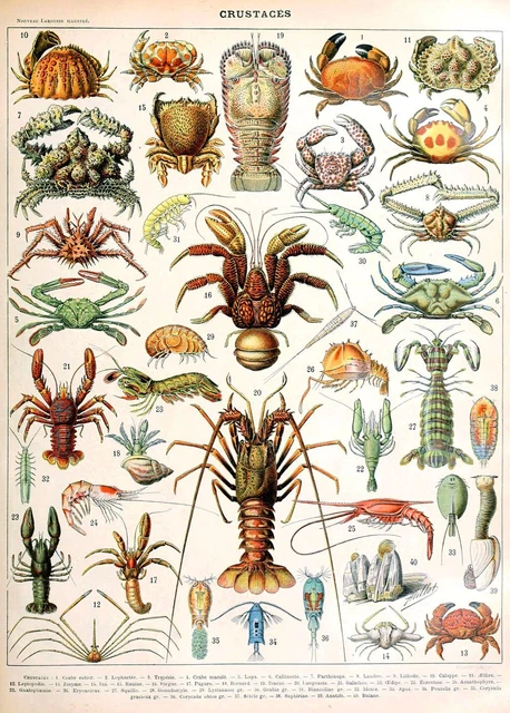 Adolphe Millot Vintage Ocean Crustaces Sea Life Natural History Wall Art Poster
