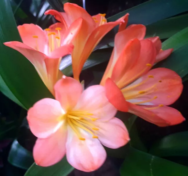 Rare Pink Flowers Clivia Seeds •  Freshly Harvested • July 2023