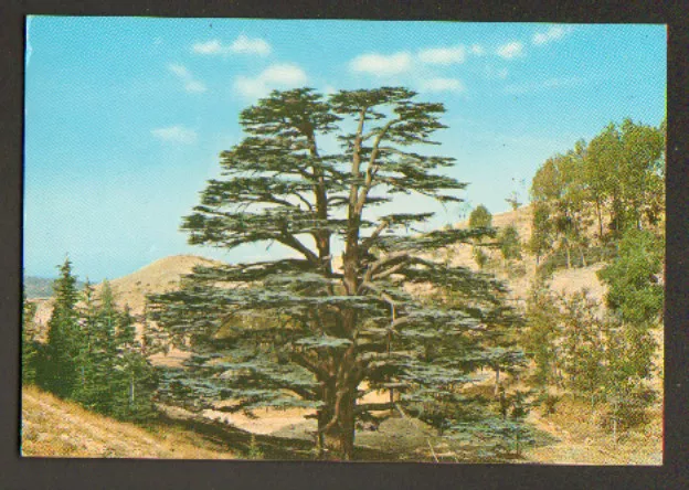 Lebanon (Lebanon) Symbolic Tree / The Cedar Of The Flag