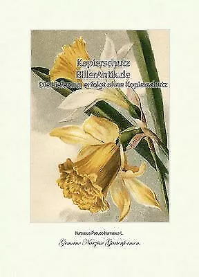 Gemeine Narzisse Gartenformen Narcissus Amaryllisgewächse Vilmorin A4 217