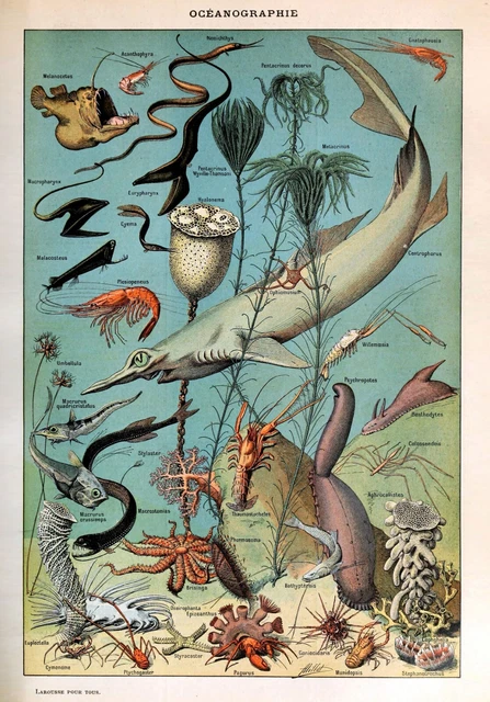 Set of 2 Adolphe Millot Vintage Ocean Sea Life Natural History Prints, Posters 3