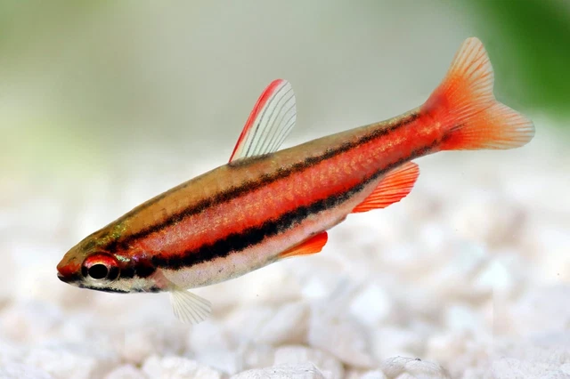 1 Live Ruby Red Pencilfish Rare Freshwater Tropical Fish High Quality Grade A+++