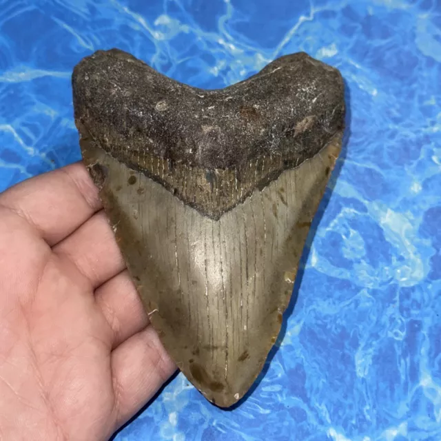 Megalodon Shark Tooth 5.07” Huge Teeth Big Meg Scuba Diver Direct Fossil Nc 8123