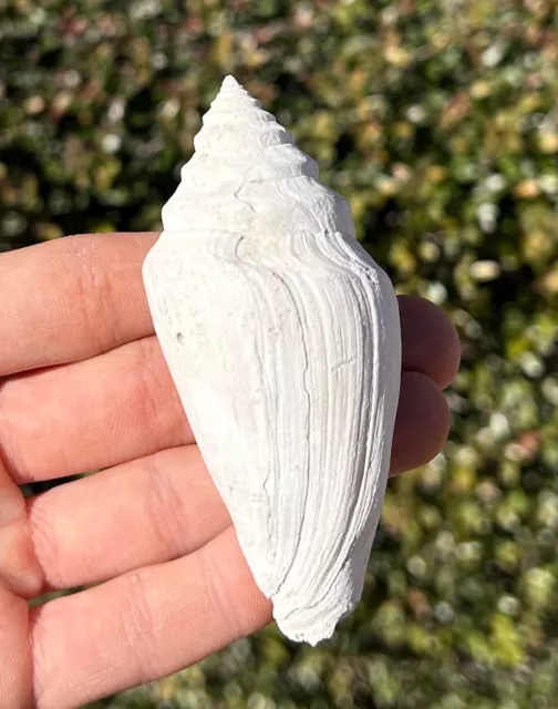 Florida Fossil Gastropod Contraconus lindajoyceae Pliocene Age Cone Shell