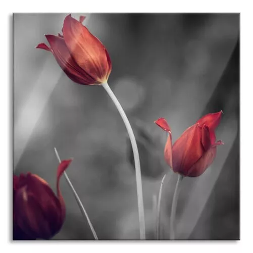Hermoso Tulipanes Imagen Cuadrados De Vidrio Real, Con Pared Montaje En