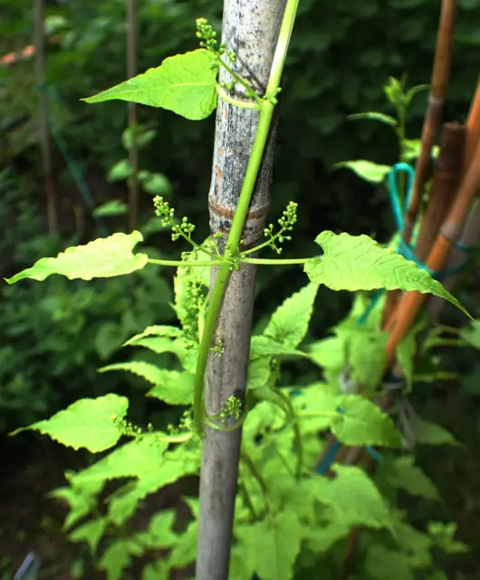 Caucasian Spinach – Hablitzia tamnoides "Armenian wild variety" – 25 fresh