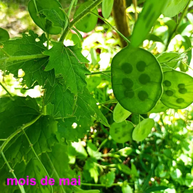 50 graines monnaie du pape - plantes vivaces 2