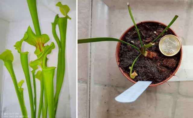 Pianta carnivora, incrocio di Sarracenia, PIANTA VIVA (taglia M)