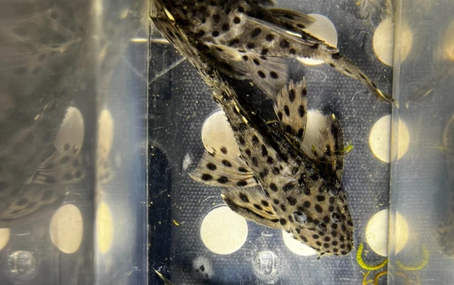 Male L264 Sultan Pleco 3" Gorgeous display fish | Easy to care for |