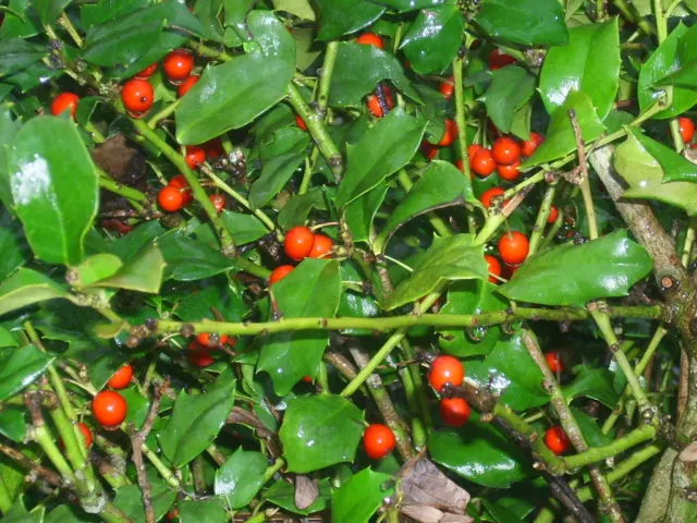 20 China Girl Holly Seeds - Ilex Meserveae