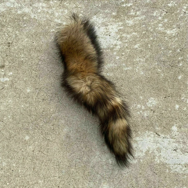 French Taxidermy tail animal Fur pelts Skin leather 26032013 French Taxidermy tail animal Fur pelts Skin leather 26032013
