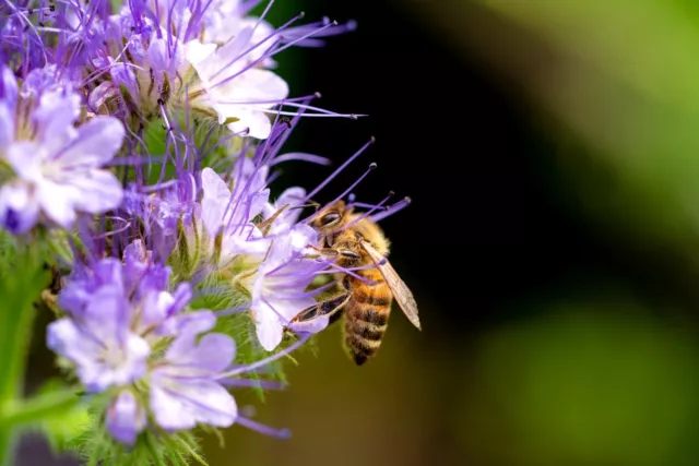 5000 Phacelia Samen Bienen Wiesen Blume Phacelia tanacetifolia Wildblume Dünger