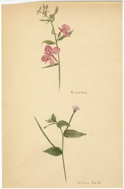 D.H. Duplock, Rosebay & Willowherb Flower – Early 20th-century watercolour
