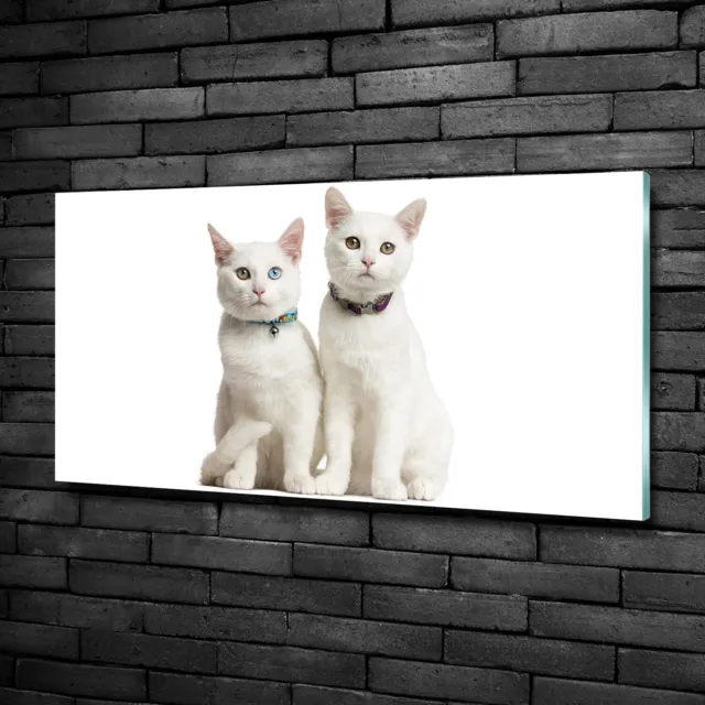 Wandbild aus Plexiglas® Druck auf Acryl 100x50 Tiere Weiße Katzen