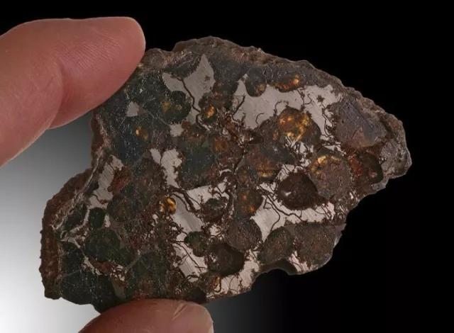 A beautiful slice of Brahin Pallasite meteorite with large pockets of olivine