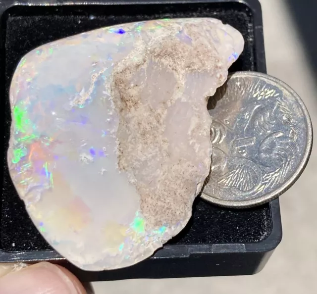 Opals Solid Crystal Fossil Opal Clam Shell 53ct Opalised Fossilised Stone Gems 2