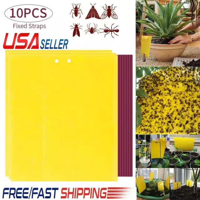 10Pcs Sticky Fly Trap Paper Yellow Traps Fruit Flies Insect Glue Catcher USA