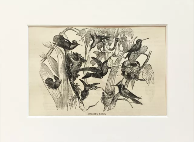 HUMMINGBIRDS Bird Print - c.1880 Mounted Antique B&W Wood Engraving