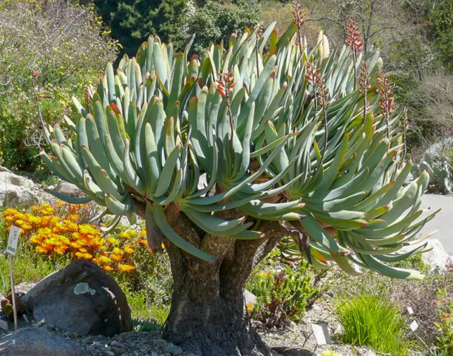 Aloe plicatilis - Fan Aloe - 5 Seeds - Succulents