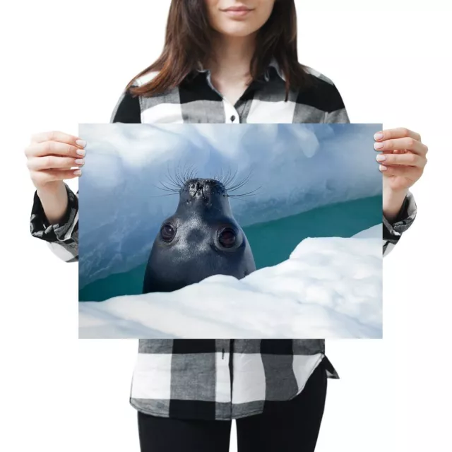 A3 - Weddell Seal in Sea Ice Seals Poster 42X29.7cm280gsm #46414