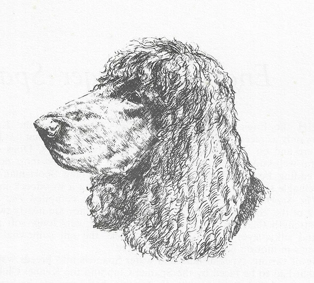 Irish Water Spaniel #1 - CUSTOM MATTED - 1963 Vintage Dog Art Print 0507 CLD