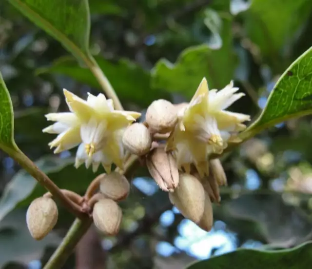 Mimusops Elengi Tree, Fragrant Spanish Cherry, India Medlar Bakul - 5 Seeds 3