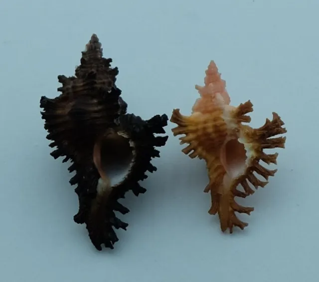 Carcasa Seashell Murex Chicoreus strigatus