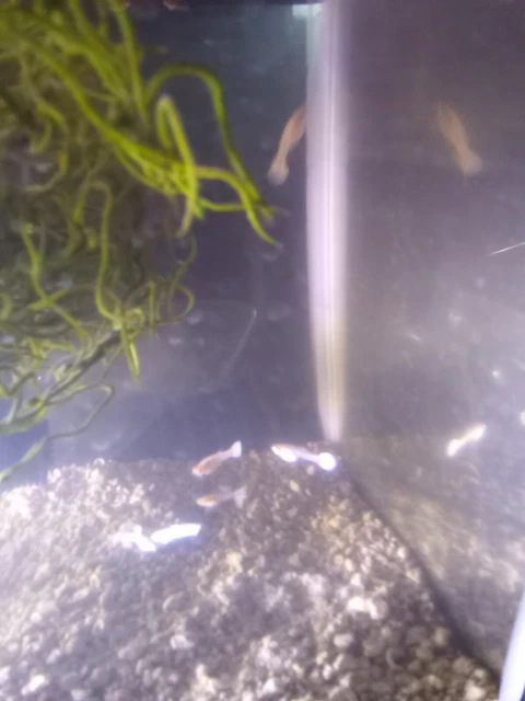 Two Pairs Of White Platinum Guppies Two Pairs Of White Platinum Guppies