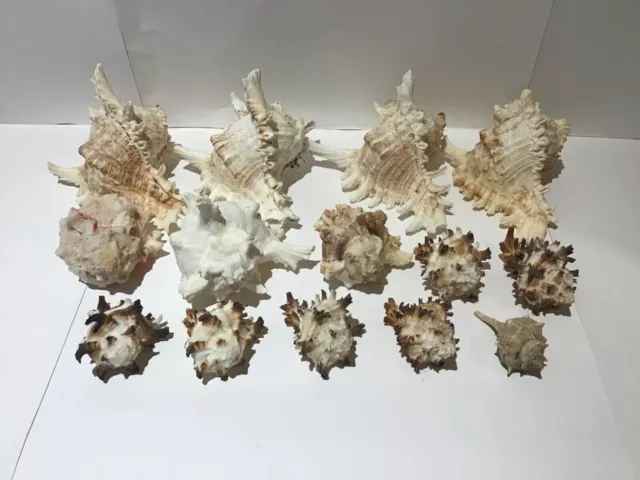 Selection of mixed scorpion conch sea shells