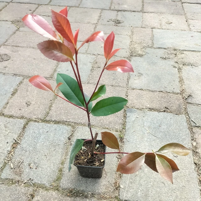 Piante Da Siepe Photinia Red Robin – 40 Pz In Vaso 7, Altezza 10-20 Cm – Per Giardino, Sempreverde, Crescita Veloce