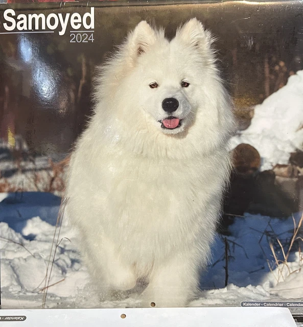 Samoyed Dog Calendar 2024 Large Square Wall Calendar. New.