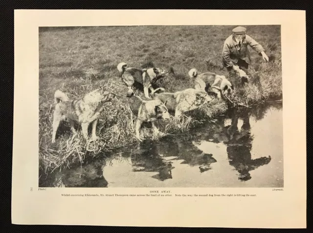 Original 1934 Dog Print / Bookplate - ELKHOUNDS, On the trail of an Otter