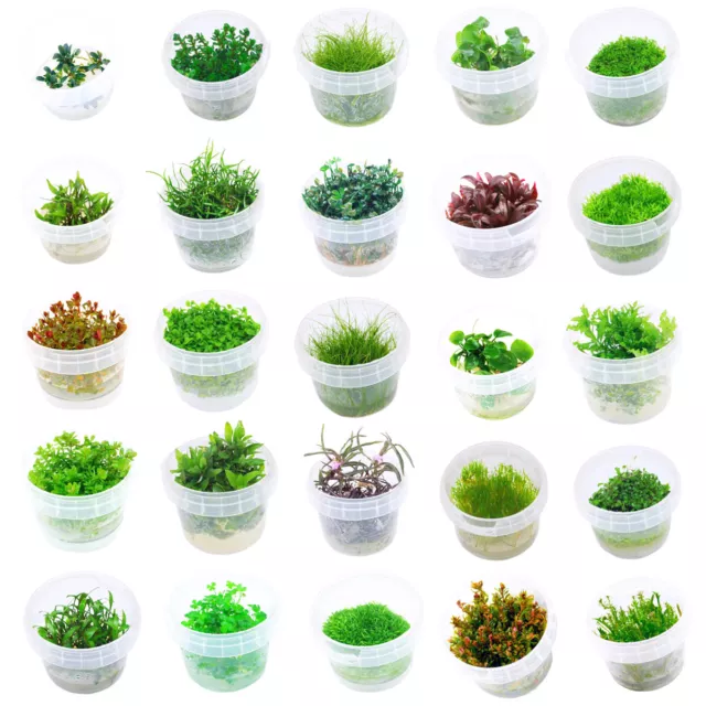 In Vitro Aquarium Pflanzen und Moos - Wasserpflanzen für Aquascaping