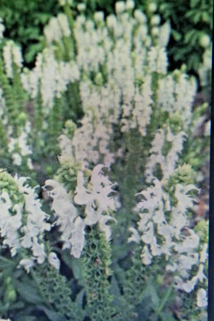 5 Seme Pozione Salvia Sclarea, Wei ´ Fiori, Sclarea " Vaticano White " #693