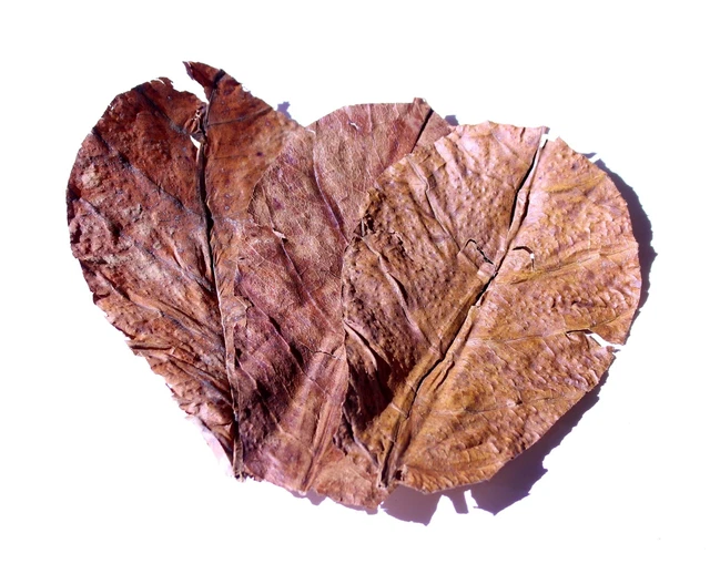 Weriirew 100 Pcs Terminalia Catappa Leaves Indian Almond Leaves