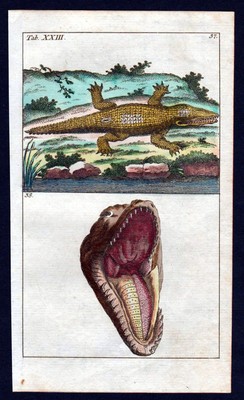 Alligator Alligator Caimano Colorato Incisione su Legno Di 1851 Bicknell 