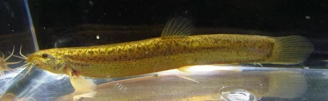 4"-5" King Dojo Loach LIVE FISH Read Description