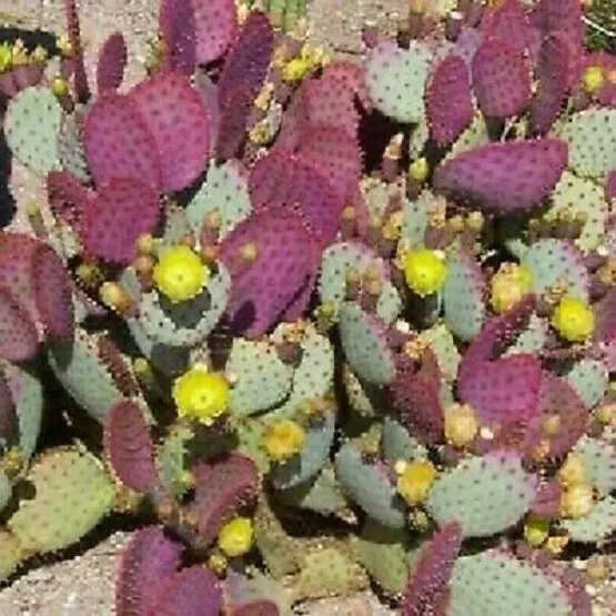 Opuntia Violacea v. Santa Rita - *Purple Prickly Pear* - 10/25/50 seeds
