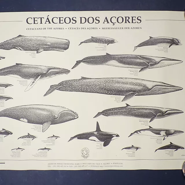 Vintage Whales and Dolphins Poster Wall Art School Educational Print Chart Used