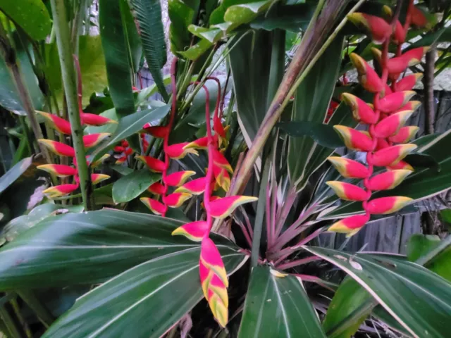 Heliconia Rostrata Bare Root Rhizome. Cold Tolerant!! Lobster Claw, Parrot Beak