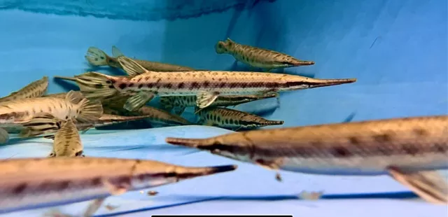 Florida Spotted Gar 10" Live Tropical Freshwater Aquarium Monster Predator Fish
