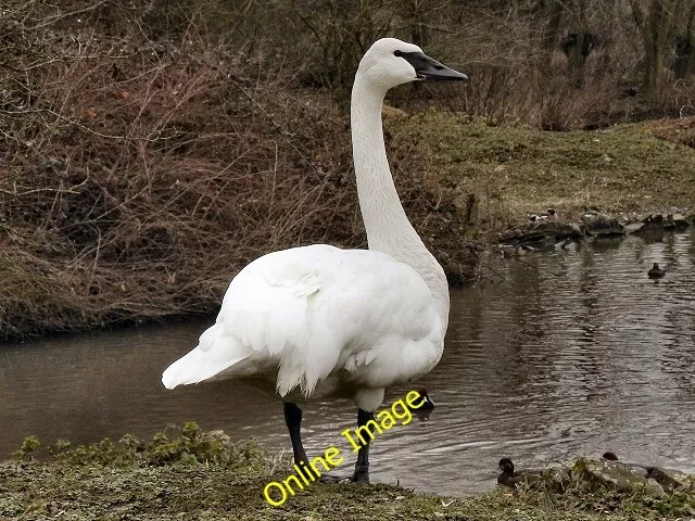 Photo 6x4 Trumpeter Swan Shepherd's Patch The Trumpeter Swan (Cygnus bucc c2012