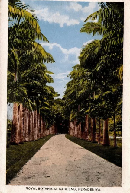 Ceylon Sri Lanka Royal Botanical Gardens Peradeniya Kandy Vintage Postcard 08.74