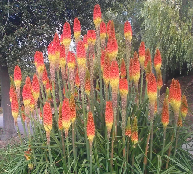 SAMEN FACKELLILIE winterharte Staude Blume Zierpflanze im Blumenbeet dekorativ